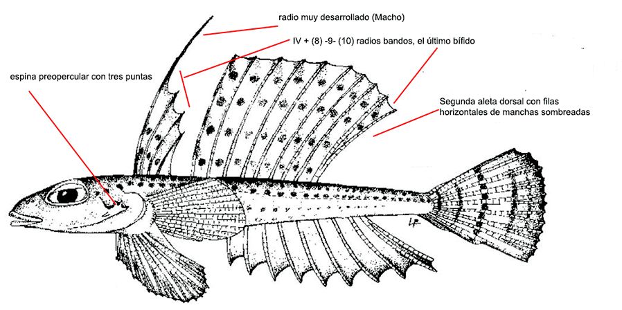 Callionymus maculatus_01.jpg